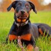 Beauceron Dog Animal paint by number