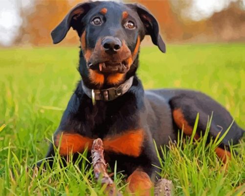 Beauceron Dog Animal paint by number