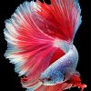 Beautiful Elegant Fish paint by number