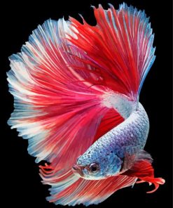 Beautiful Elegant Fish paint by number