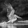 Black And White Pelican Bird paint by number