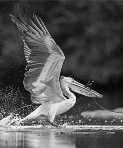 Black And White Pelican Bird paint by number