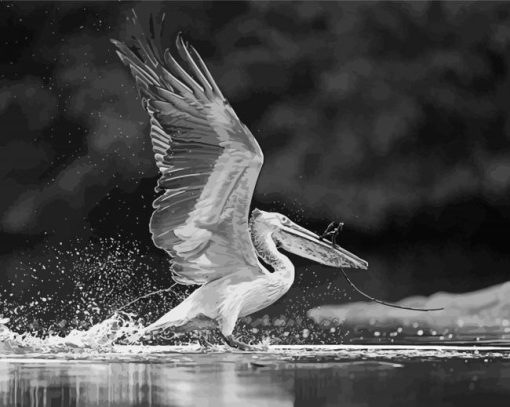 Black And White Pelican Bird paint by number