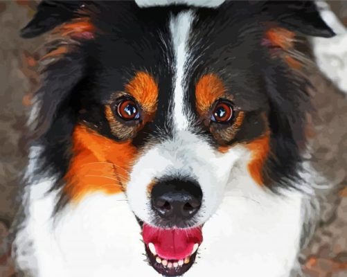 Black Tri Australian Shepherd Face Paint by number