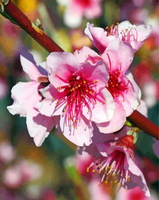 Close Up Blooming Peaches paint by number