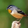 Cool Pardalote Bird paint by number