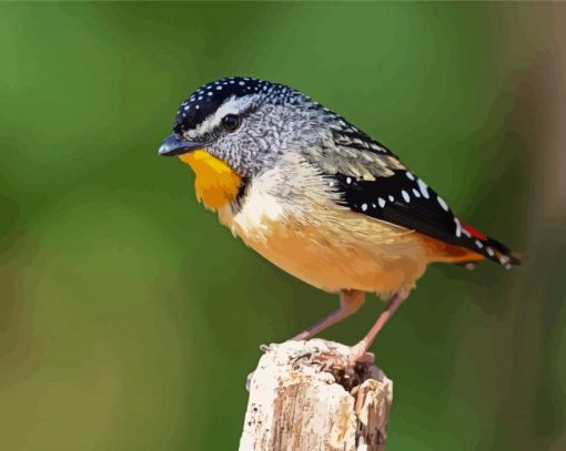 Cool Pardalote Bird paint by number