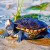 Cute Terrapin Turtle paint by number