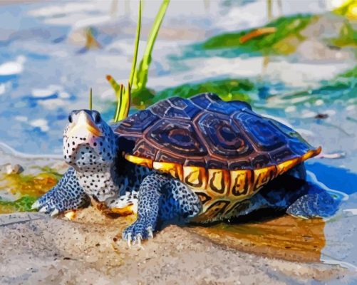 Cute Terrapin Turtle paint by number