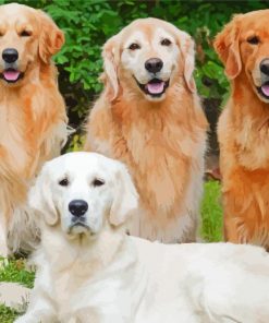 English Cream Golden Retriever Dogs paint by number