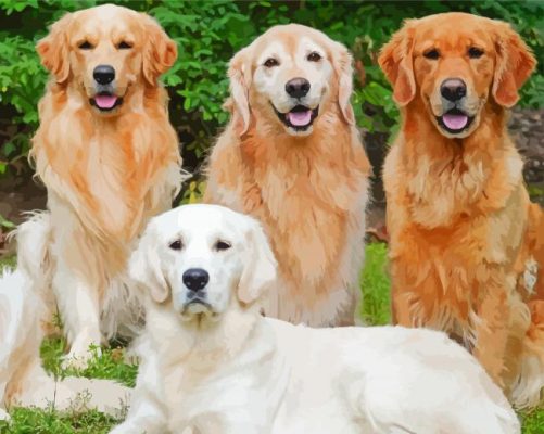 English Cream Golden Retriever Dogs paint by number