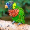 Lory Parrot Bird paint by number