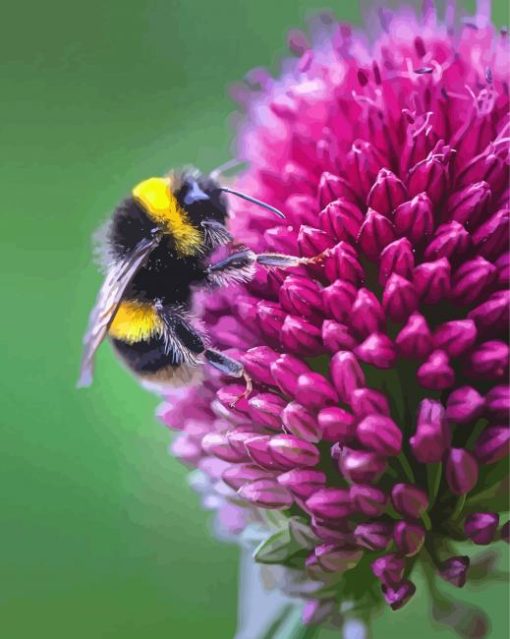 Pink Allium And Bee paint by number