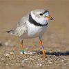 Piping Plover Bird paint by number