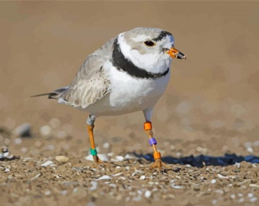 Piping Plover Bird paint by number