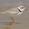 Piping Plover paint by number