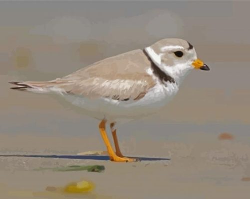 Piping Plover paint by number