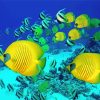 School Of Butterfly Fish Swimming paint by number