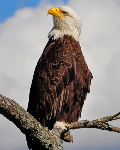 Wildlife Eagle On A Branch paint by number