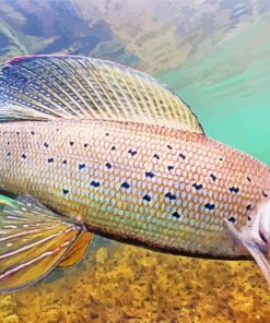 Arctic Grayling Fish Underwater paint by number
