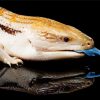 Australian Blue Tongued Skink Reptile Paint by number