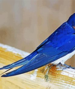 Barn Swallow Bird paint by number