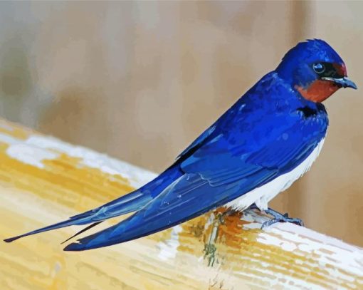 Barn Swallow Bird paint by number