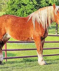 Belgian Draft Horse paint by number