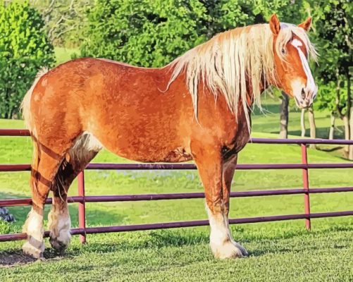 Belgian Draft Horse paint by number