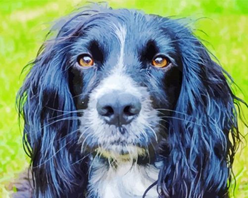 Black Cocker Spaniel Face paint by number