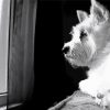 Black And White Terrier On Window paint by number