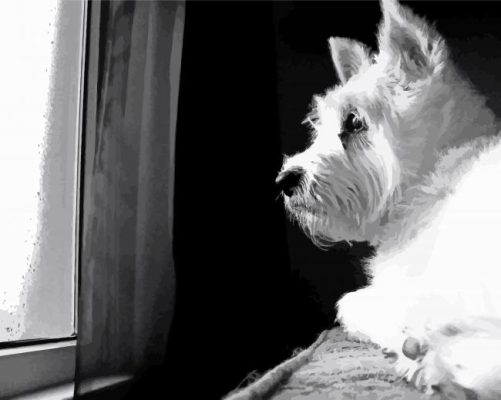 Black And White Terrier On Window paint by number