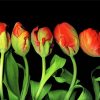 Blooming Parrot Tulip paint by number