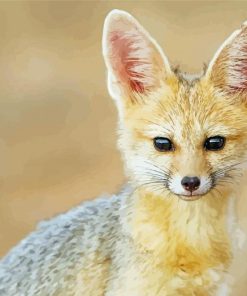 Cape Fox Animal paint by number