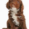 Chocolate Cockapoo Puppy paint by number