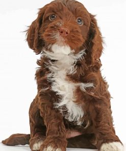 Chocolate Cockapoo Puppy paint by number