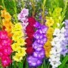 Colorful Gladioli paint by number