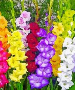 Colorful Gladioli paint by number