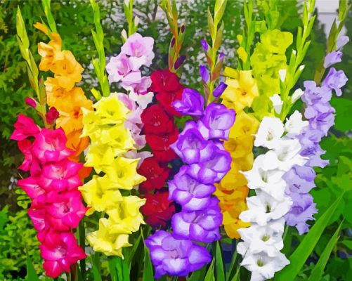 Colorful Gladioli paint by number