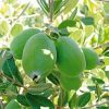 Feijoa Tree Paint by number