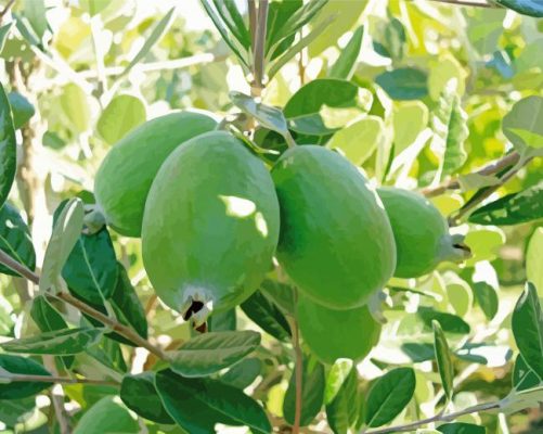 Feijoa Tree Paint by number