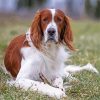 Irish Red And White Setter Dog paint by number