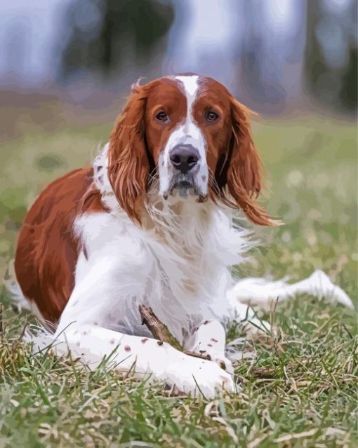 Irish Red And White Setter Dog paint by number