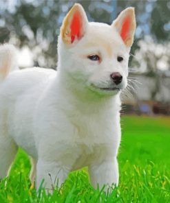 Jindo Dog Puppy paint by number