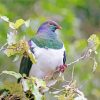 Kereru On Tree paint by number