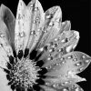 Monochrome Flower Close Up Paint by number