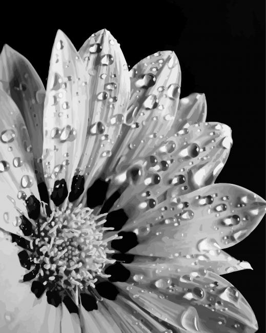 Monochrome Flower Close Up Paint by number