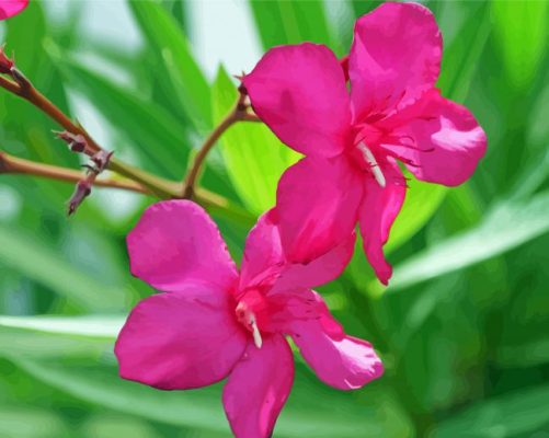 Oleanders Flowers paint by number