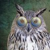 Owl Bird With Glasses paint by number