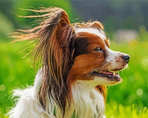 Papillon Dog Side Profile paint by number